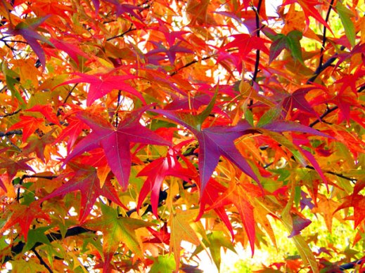 autumn-leaves-13016839608be